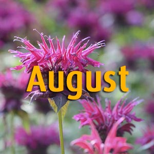 Gartentipps für August